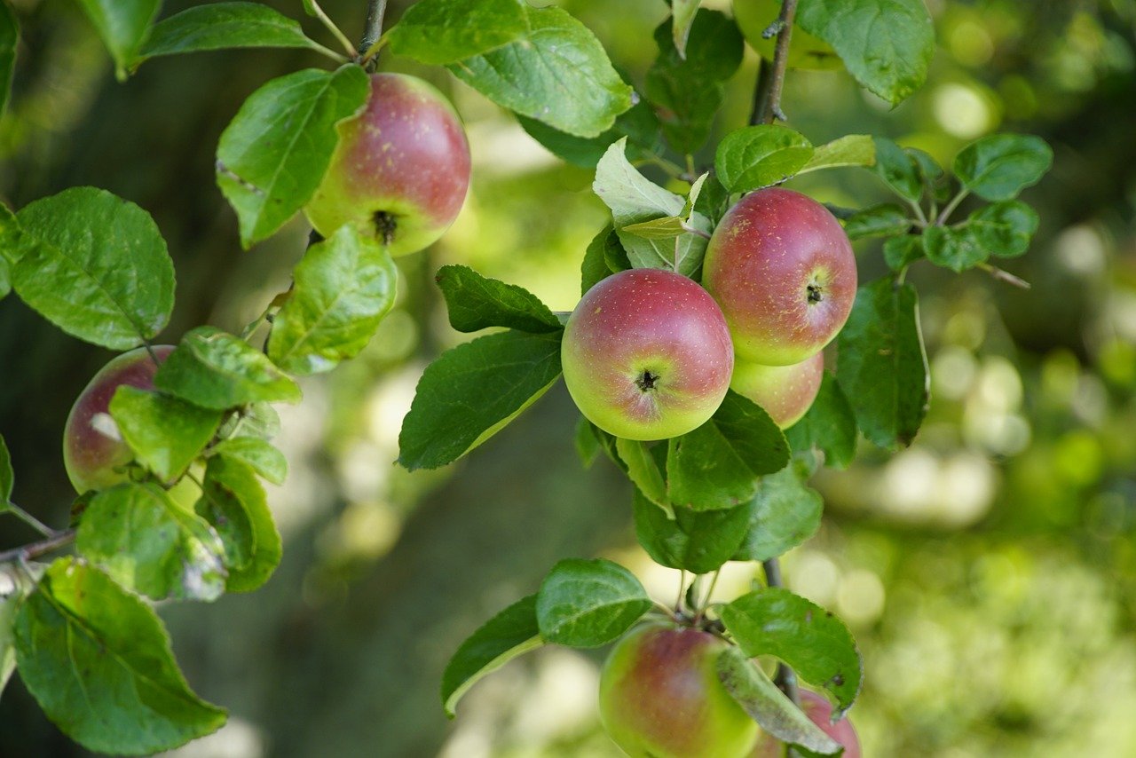 How to Make Your Own Organic Bug Spray